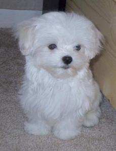 Maltese dogs for sale